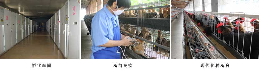 廣西午夜精品福利農牧集團